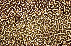Cells: Light Micrograph (LM): A concentration of cells