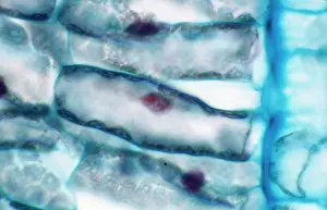 Cells: Light Micrograph (LM): A light micrograph of the