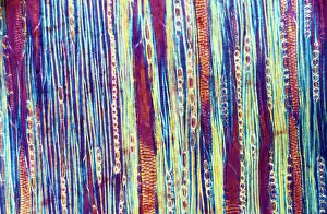 Longitudinal: Light Micrograph (LM): A longitudinal section of