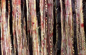 Longitudinal: Light Micrograph (LM): A longitudinal section of