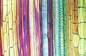 Longitudinal: Light Micrograph (LM): Longitudinal section of