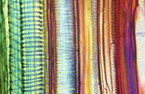 Longitudinal: Light Micrograph (LM): Longitudinal section of