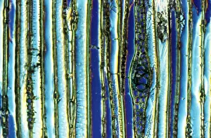 Longitudinal: Light Micrograph (LM): Longitudinal section of
