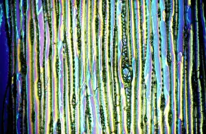 Longitudinal: Light Micrograph (LM): Longitudinal section of