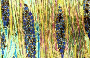 Mahogany: Light Micrograph (LM): Longitudinal section of