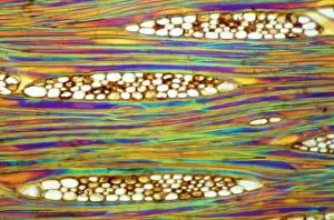 Mahogany: Light Micrograph (LM): Longitudinal section of Mahogani