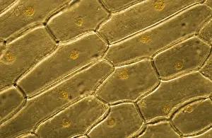 Cells: Light Micrograph (LM): Onion skin cells; Magnification
