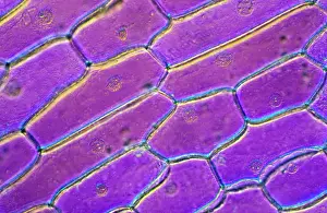 Cells: Light Micrograph (LM): Onion skin cells; Magnification