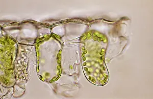 Cells: Light Micrograph (LM): plant cell chloroplasts