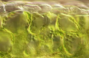 Cells: Light Micrograph (LM): plant cell chloroplasts