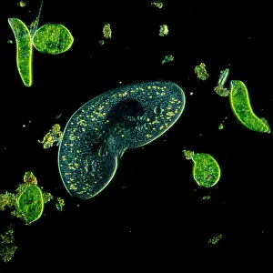 Kidney: Light Micrograph (LM): Protozoans: Kidney shaped
