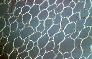 Tissue: Light Micrograph (LM): transvers section shows