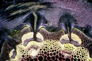 Clovers: Light Micrograph (LM): A transverse section of
