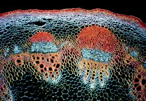 Artichoke: Light Micrograph (LM): A transverse section of