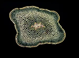 Transverse: Light Micrograph (LM): A transverse section of