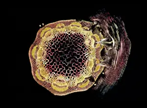 Clovers: Light Micrograph (LM): A transverse section of