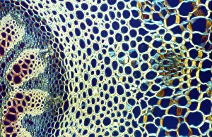 Clubmoss: Light Micrograph (LM): A transverse section of