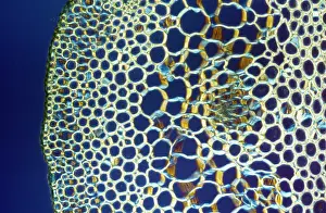 Clubmoss: Light Micrograph (LM): A transverse section of