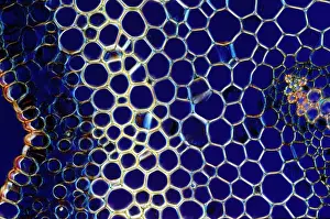 Transverse: Light Micrograph (LM): A transverse section of