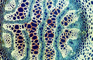 Clubmoss: Light Micrograph (LM): A transverse section of