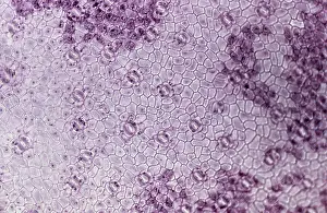 Epidermis: Light Micrograph (LM): A transverse section of