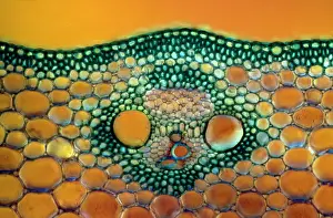 Sweetcorn: Light Micrograph (LM): A transverse section of