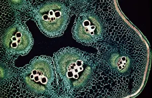 Marrows: Light Micrograph (LM): A transverse section of