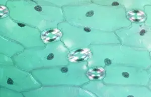 Stomata: Light Micrograph (LM): A transverse section of