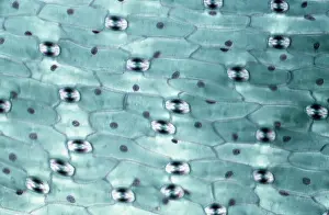 Stomata: Light Micrograph (LM): A transverse section of