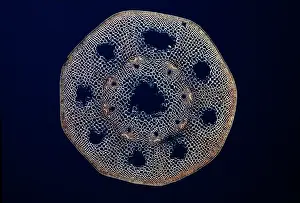 Equisetum: Light Micrograph (LM): A transverse section of