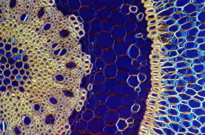 Dendrobium: Light Micrograph (LM): A transverse section of