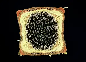 Woundwort: Light Micrograph (LM): A transverse section of