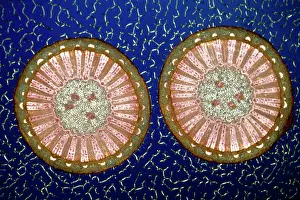 Peppers: Light Micrograph (LM): A transverse section of