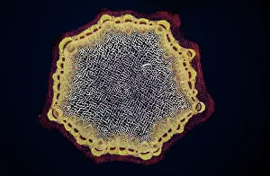 Dandelions: Light Micrograph (LM): A transverse section of