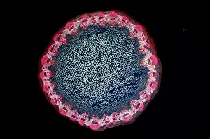Transverse: Light Micrograph (LM): A transverse section of