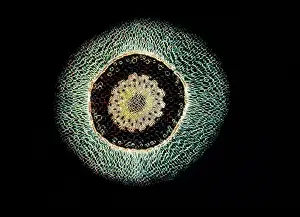 Dendrobium: Light Micrograph (LM): A transverse section of