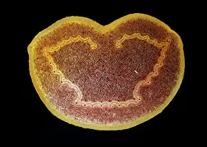 Dicksonia: Light Micrograph (LM): A transverse section of