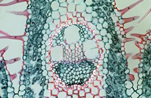 Ammophila: Light Micrograph (LM): Transverse section of a
