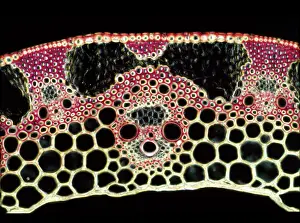 Transverse: Light Micrograph (LM): A transverse section of