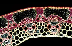 Dae Sasitorn And David Spears: Light Micrograph (LM): A transverse section of
