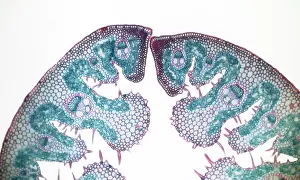 Ammophila: Light Micrograph (LM): Transverse section of a