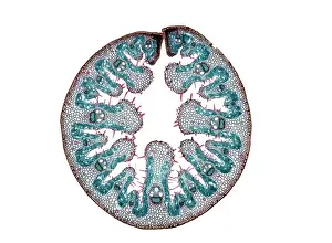 Ammophila: Light Micrograph (LM): Transverse section of a