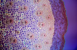 Broom: Light Micrograph (LM): A transverse section of