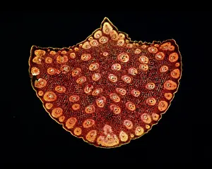 Transverse: Light Micrograph (LM): A transverse section of