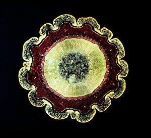 Resin: Light Micrograph (LM): The transverse section of