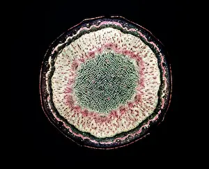 Pseudoplatanus: Light Micrograph (LM): Transverse section of a