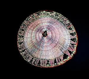Limes: Light Micrograph (LM): A transverse section of