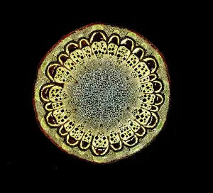 Bowers: Light Micrograph (LM): A transverse section of