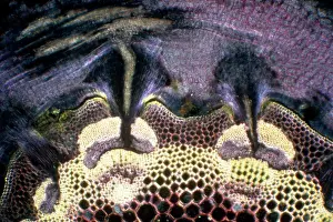 Pore: Light Micrograph (LM): A transverse section of a