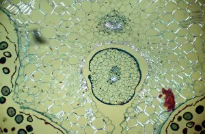 Bundles: Light Micrograph (LM): transverse section of Dehiscence